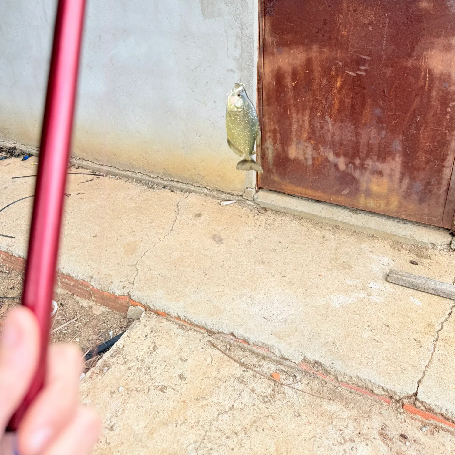 The most recent Redbreast tilapia catches on Fishbrain