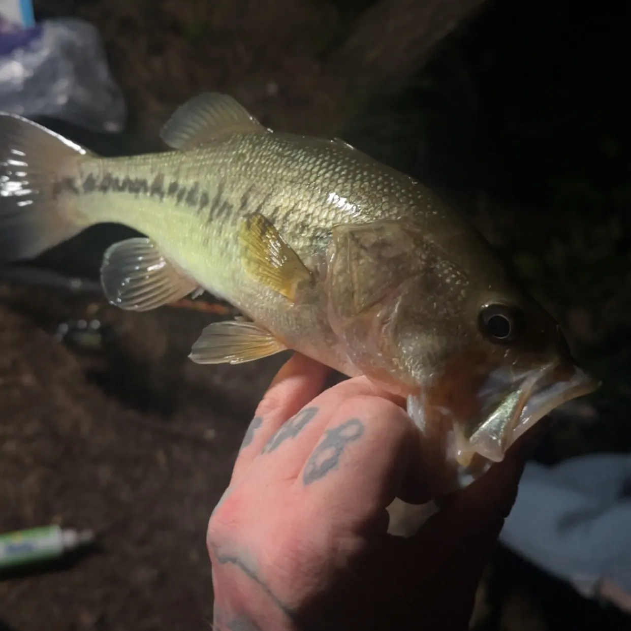 Largemouth bass caught on Fishbrain