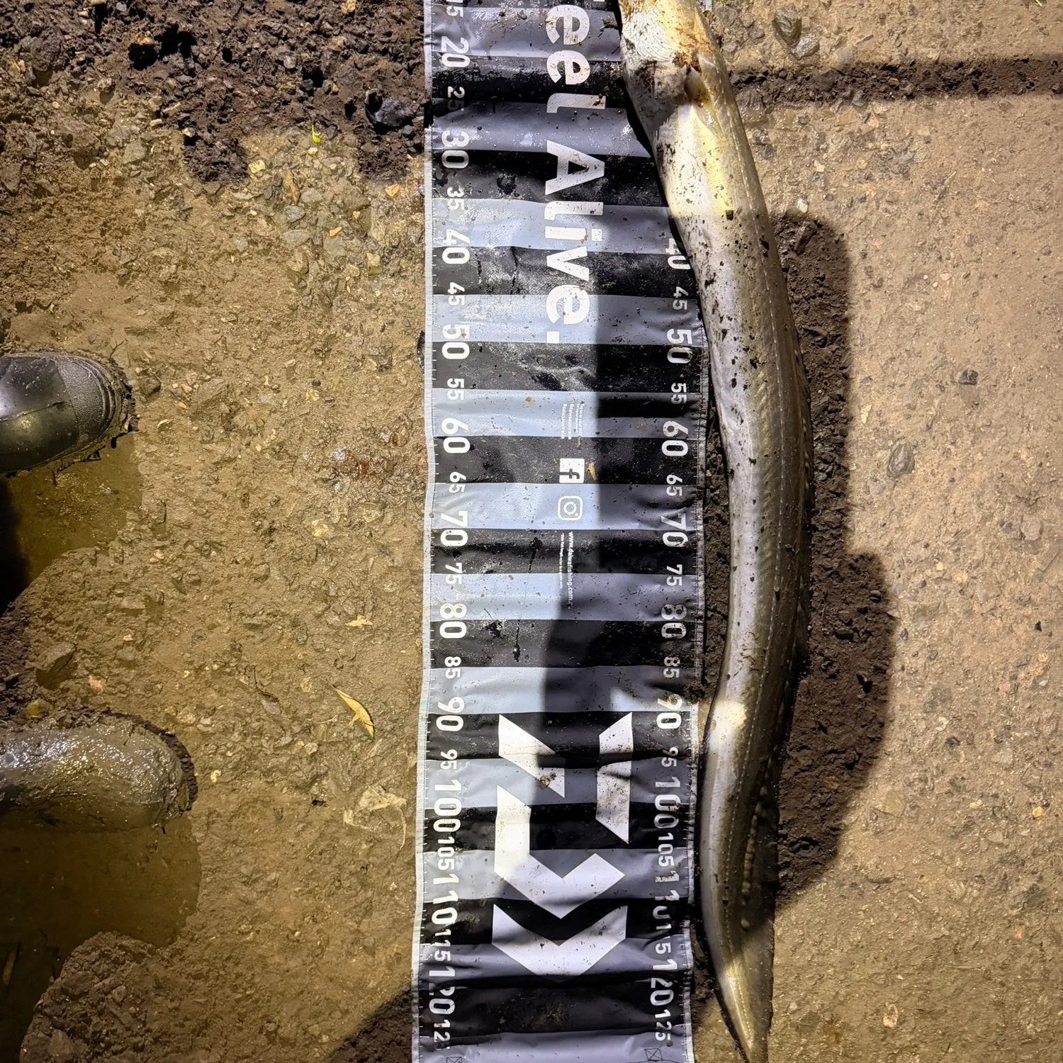 The most recent Common pike conger catches on Fishbrain