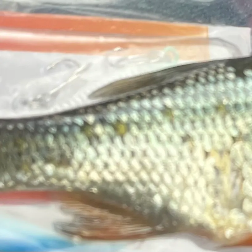 The most recent Bigeye shiner catches on Fishbrain