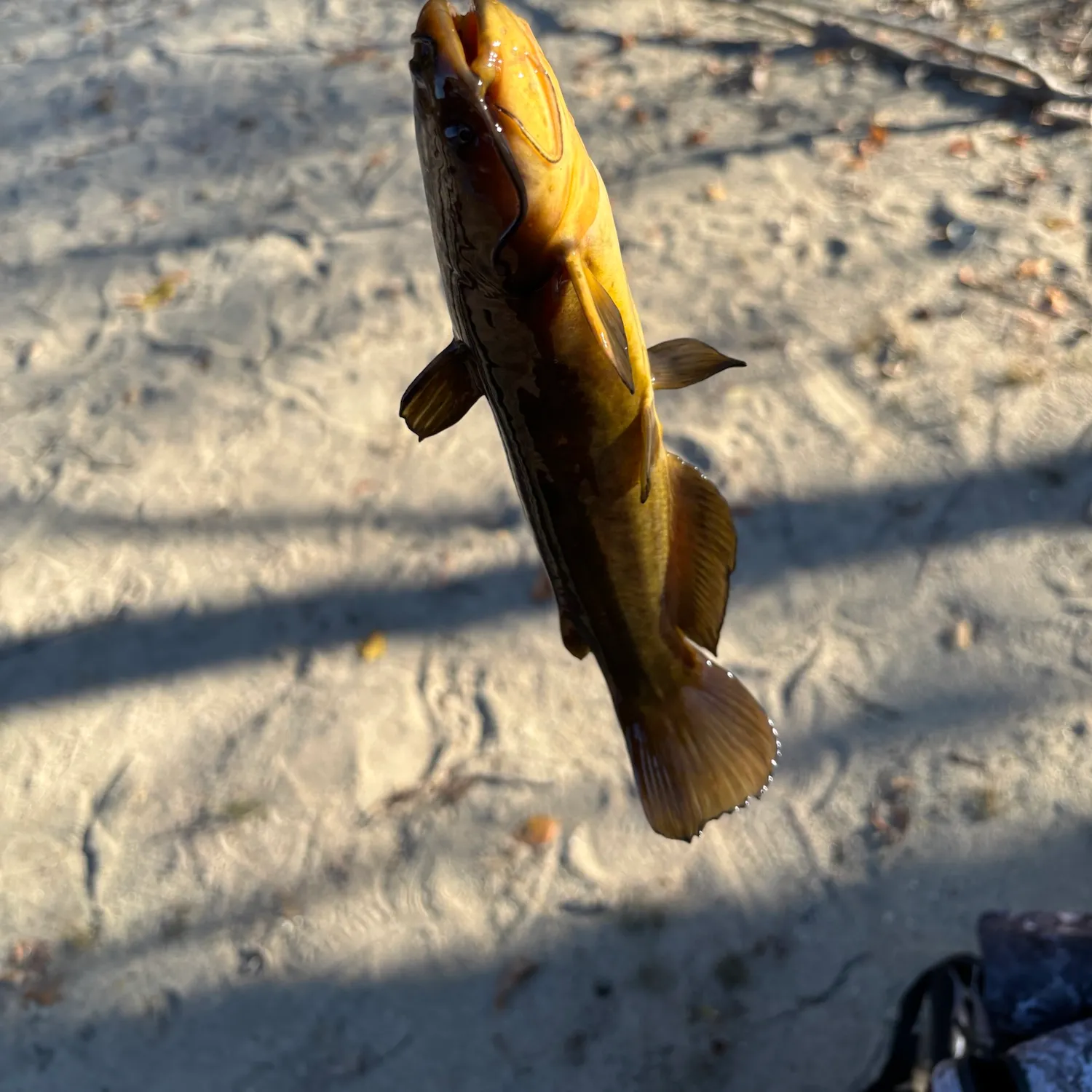 catch