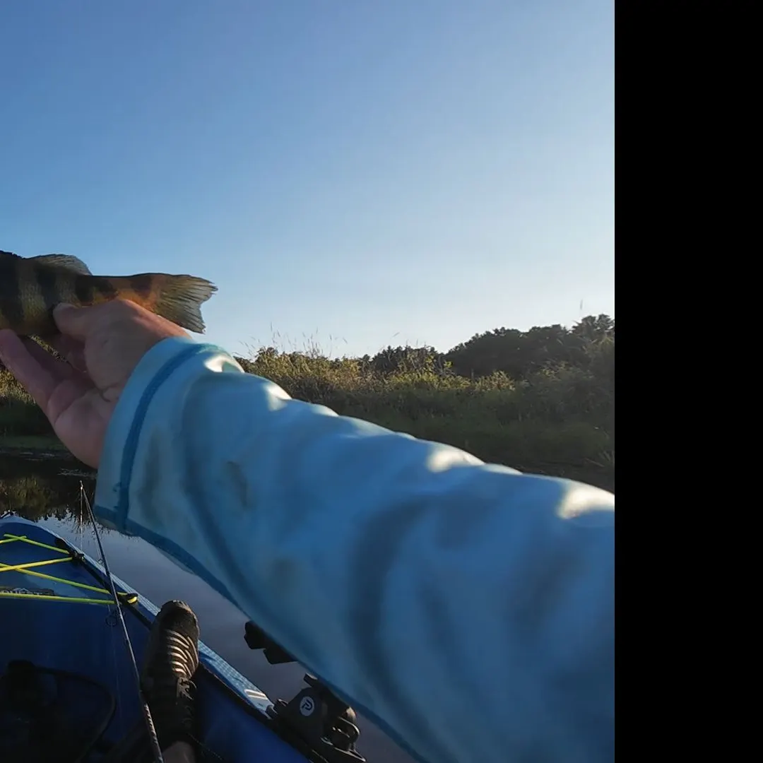 Yellow perch caught on Fishbrain