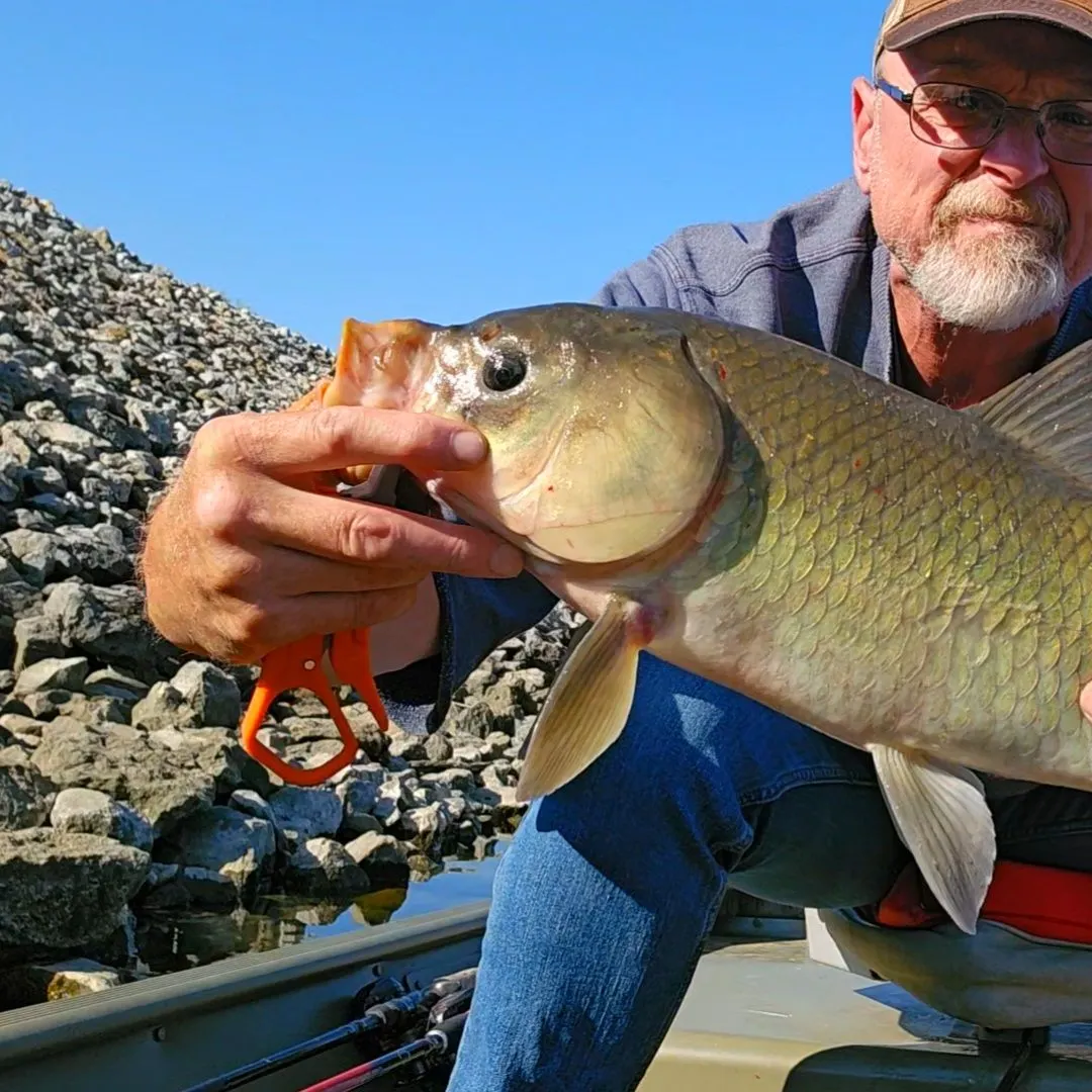 Bigmouth buffalo caught on Fishbrain