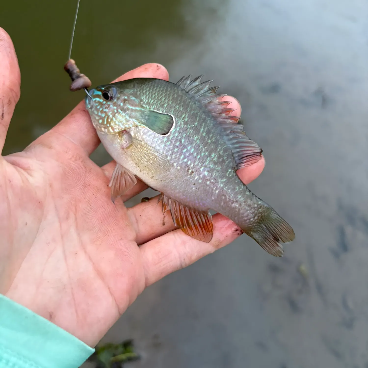 Longear sunfish caught on Fishbrain