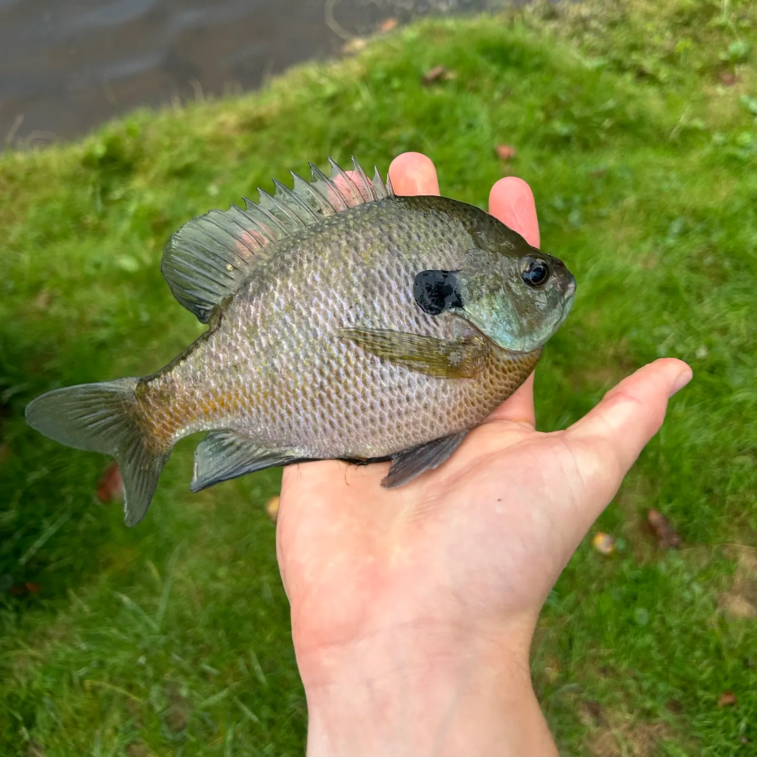Bluegill caught on Fishbrain