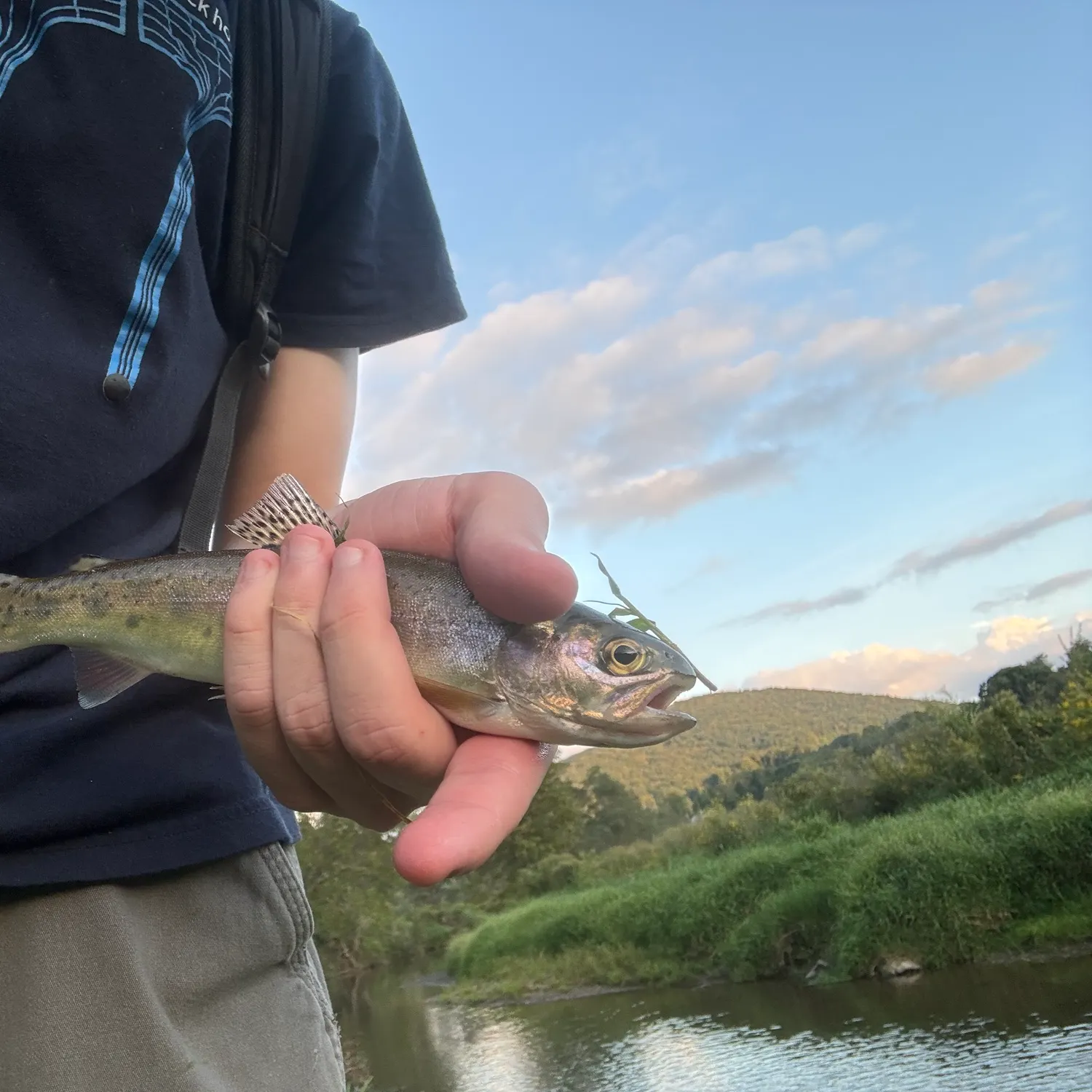 Rainbow trout caught on Fishbrain