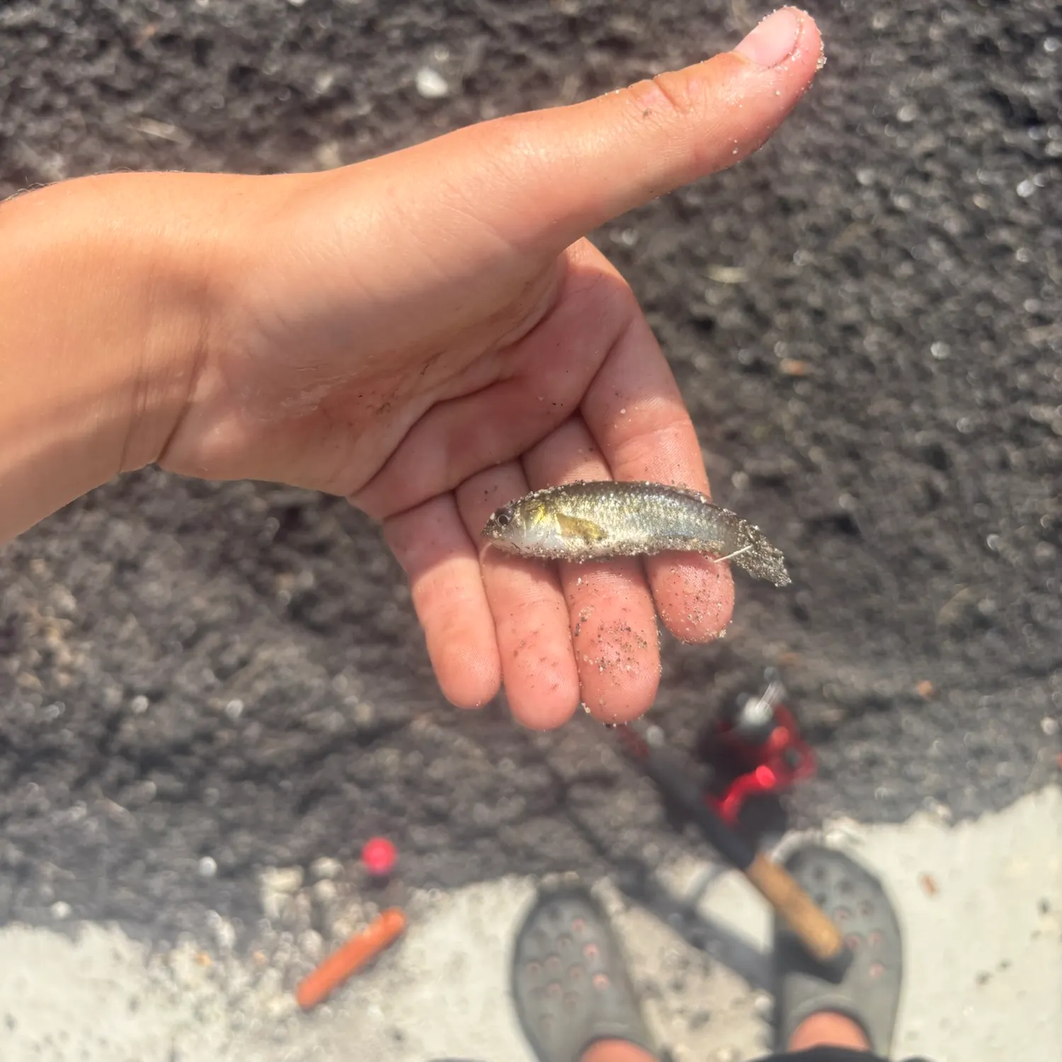 Banded killifish caught on Fishbrain