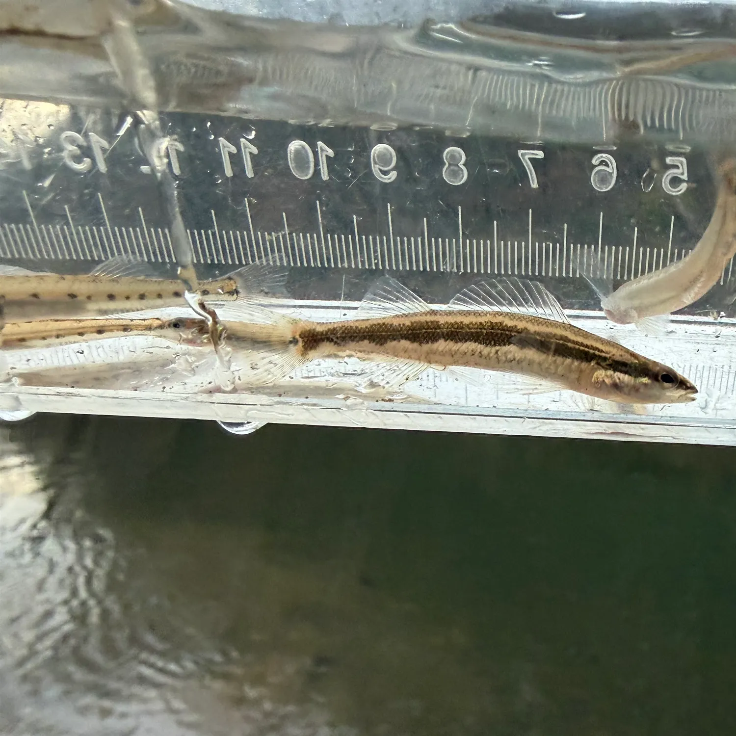 The most recent Longhead darter catches on Fishbrain