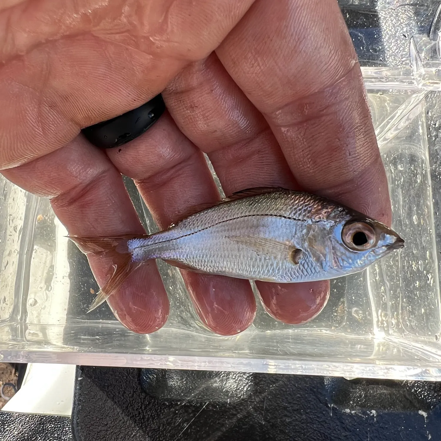 The most recent Tidewater mojarra catches on Fishbrain
