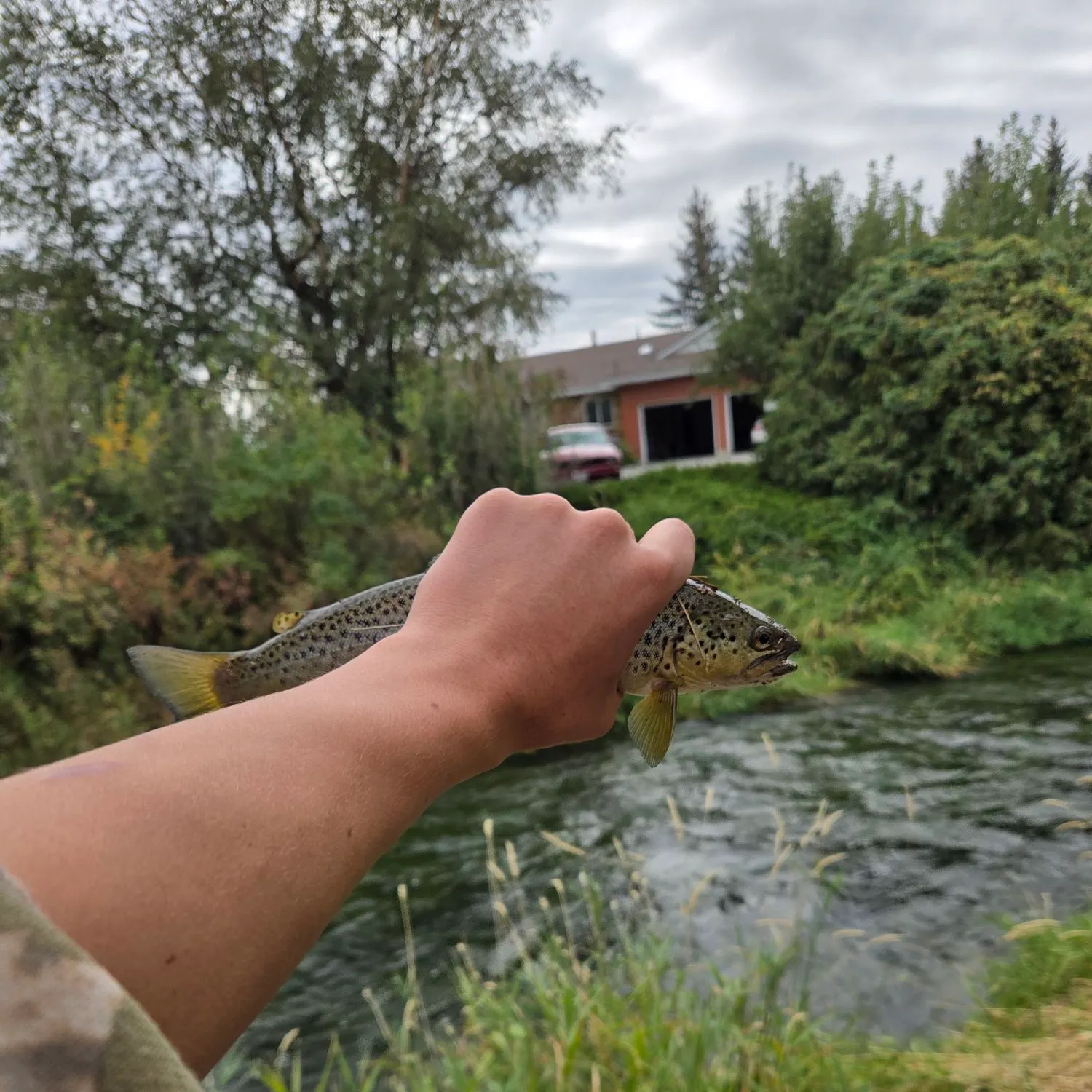Brown trout caught on Fishbrain