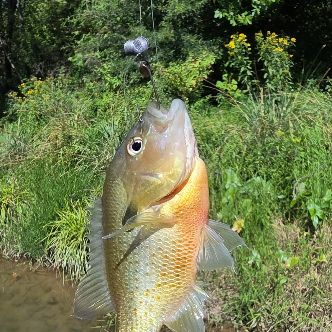 Redbreast sunfish caught on Fishbrain