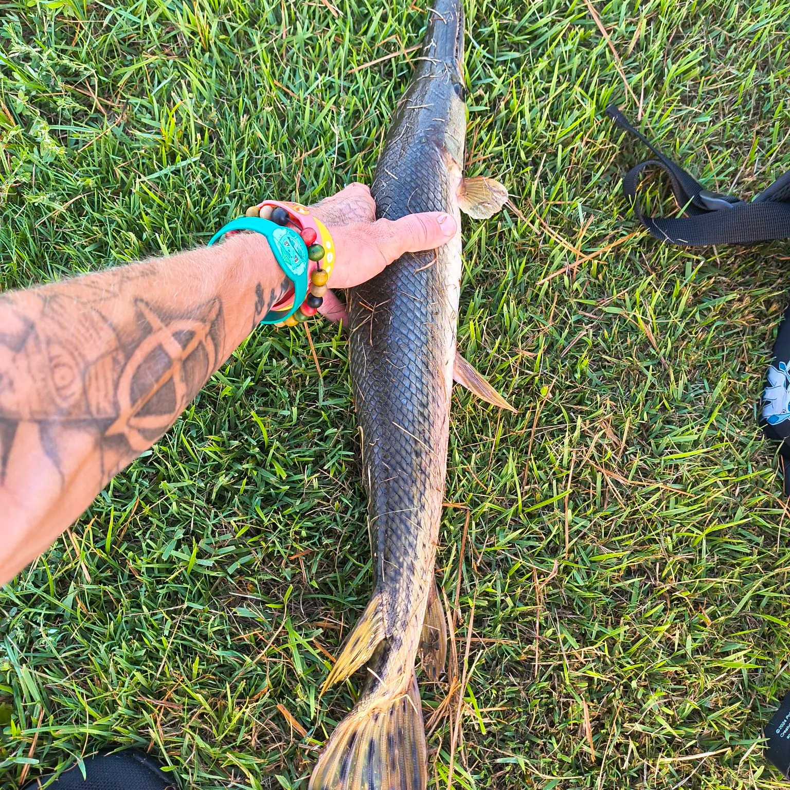 The most recent Alligator gar catches on Fishbrain