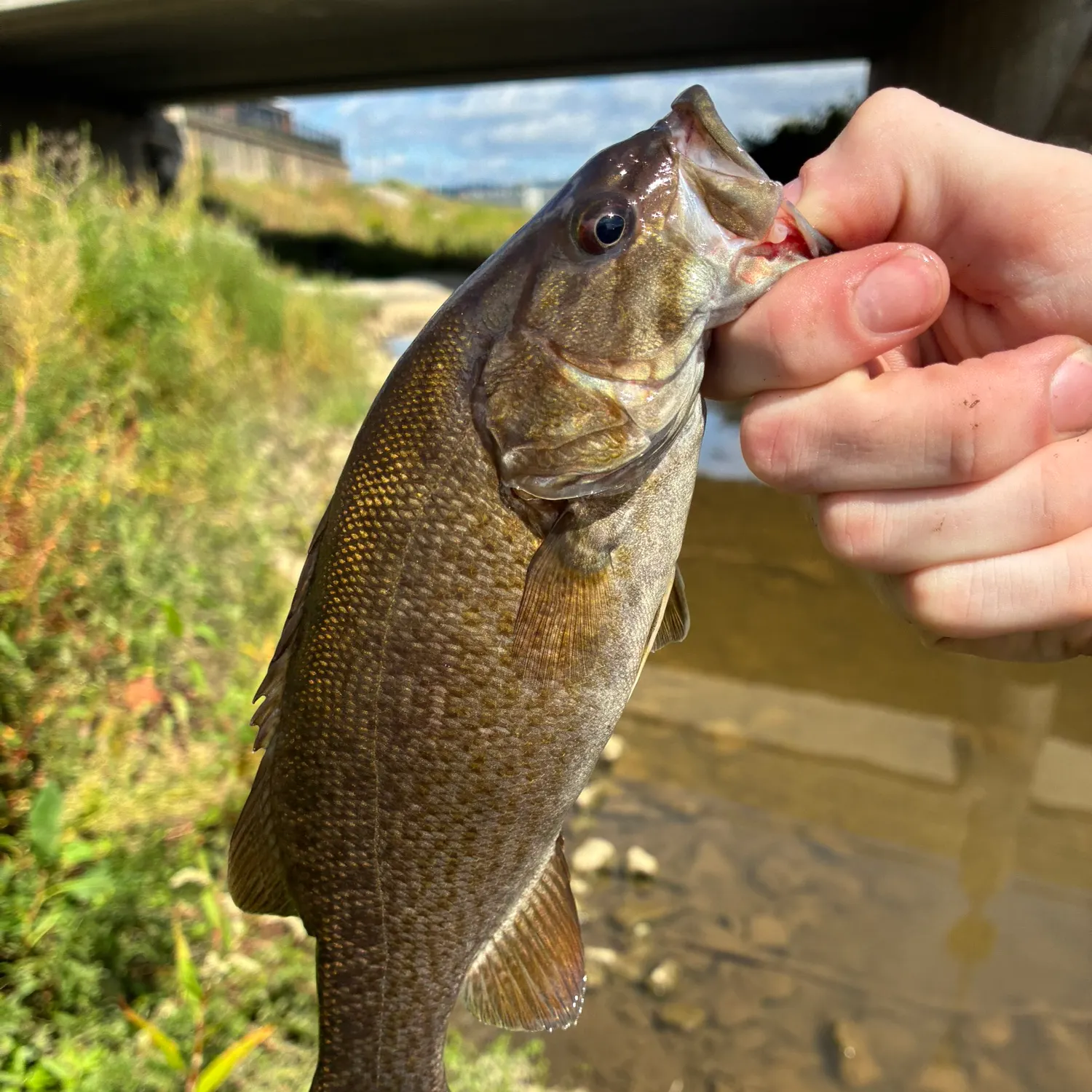 Smallmouth bass caught on Fishbrain