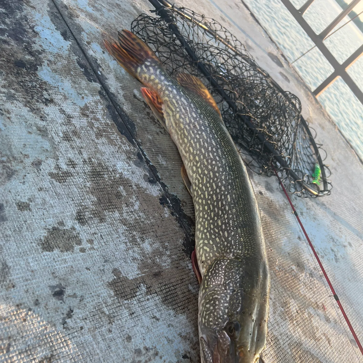 Northern pike caught on Fishbrain