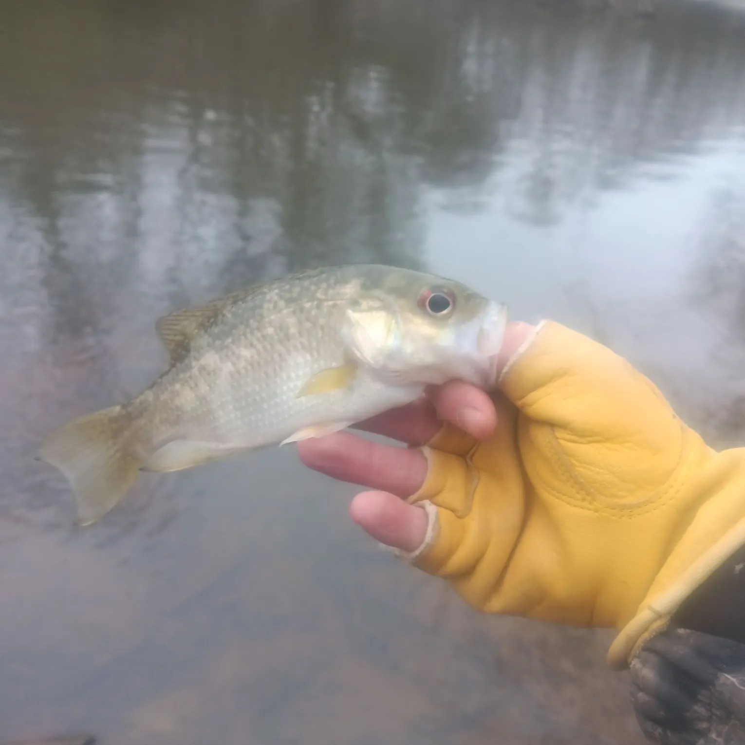 The most recent Rock bass catches on Fishbrain