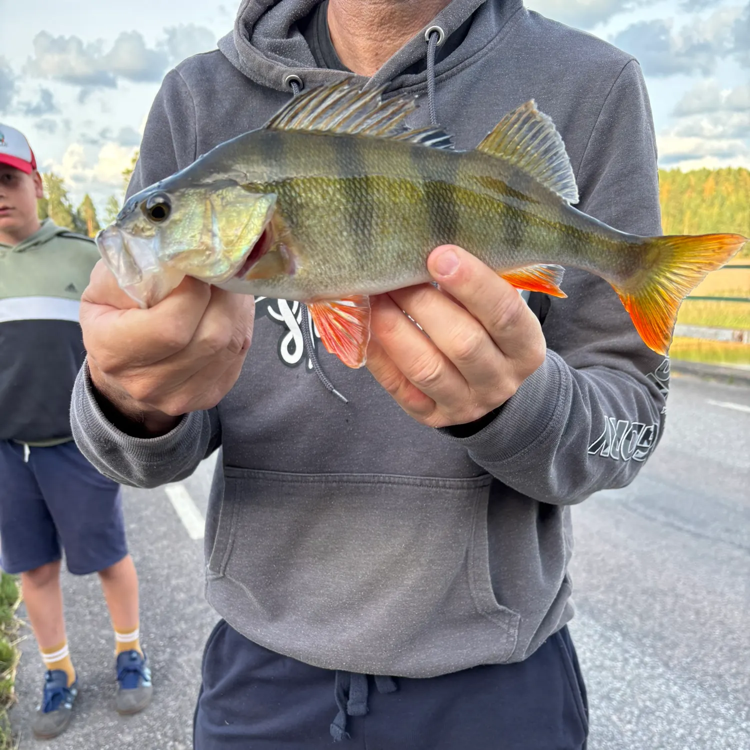 European perch caught on Fishbrain