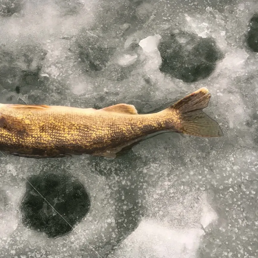 Saugeye caught on Fishbrain