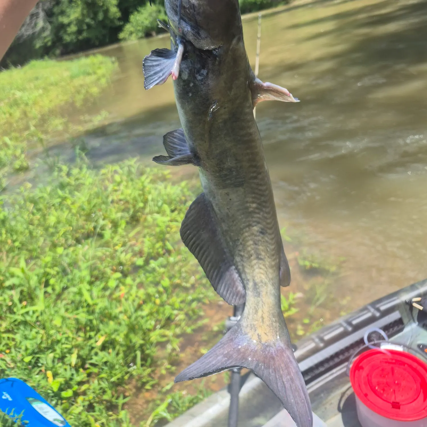 catch