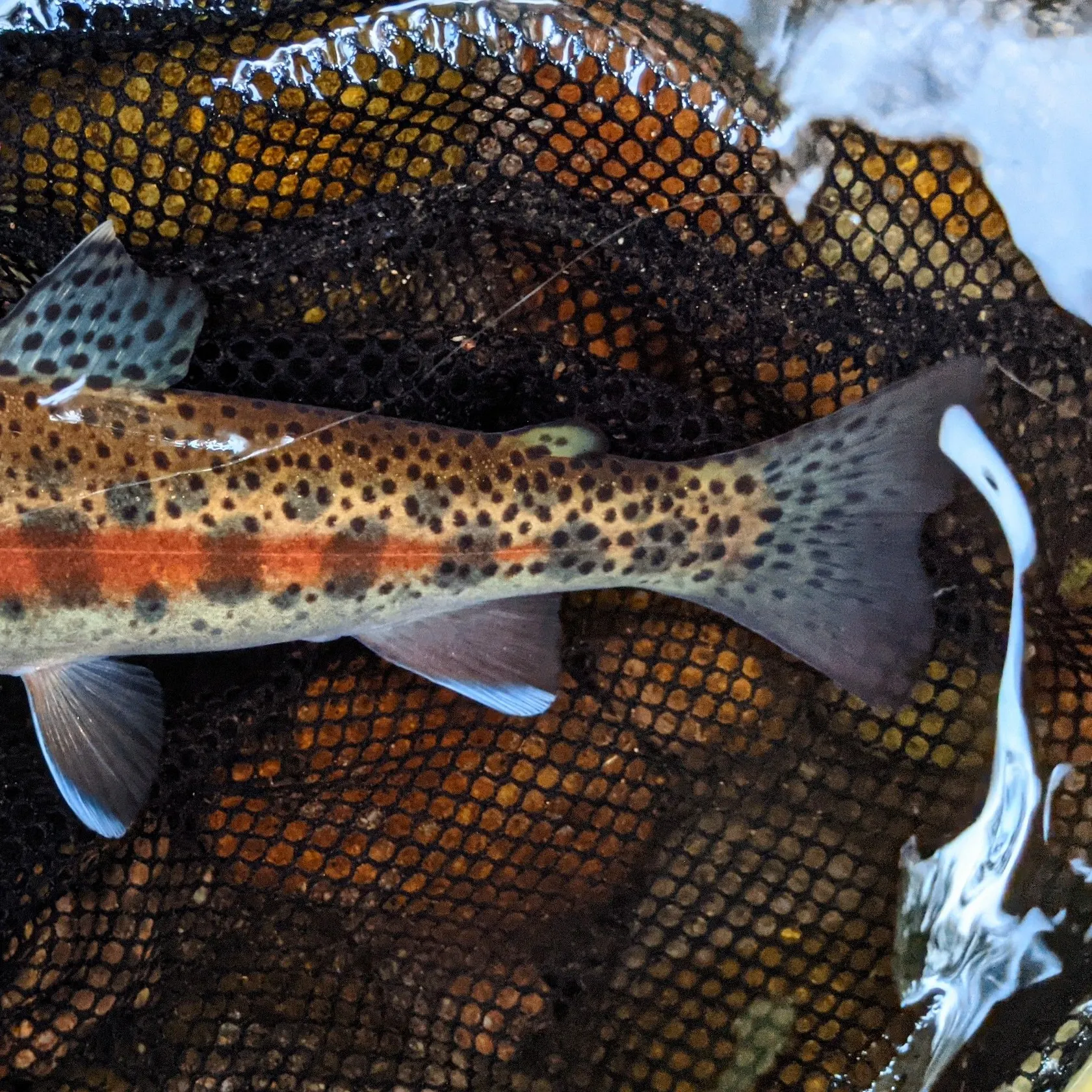 The most recent McCloud river redband trout catches on Fishbrain