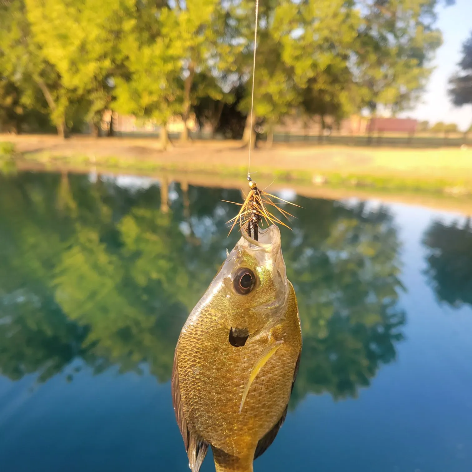 Bluegill caught on Fishbrain