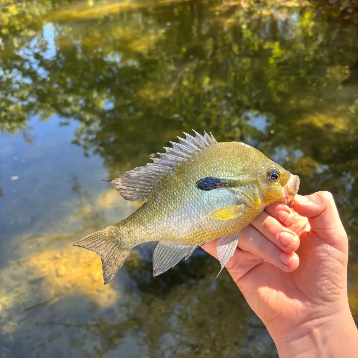 Bluegill caught on Fishbrain