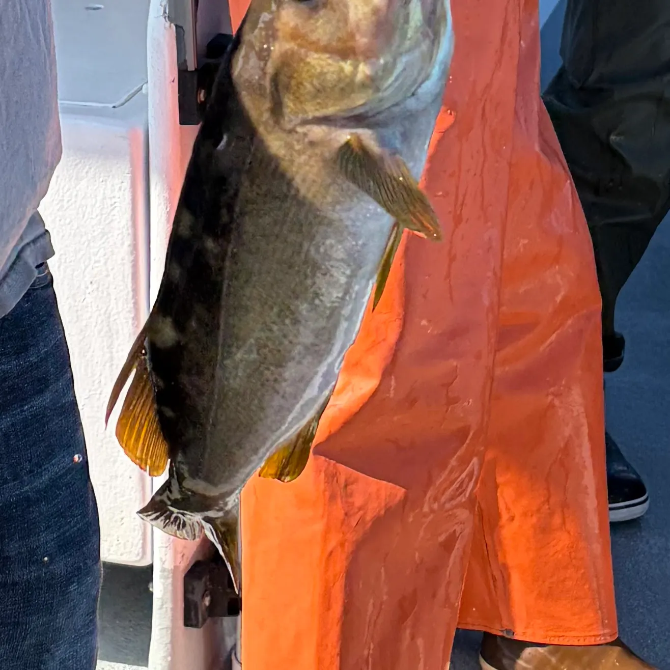 The most recent Olive rockfish catches on Fishbrain