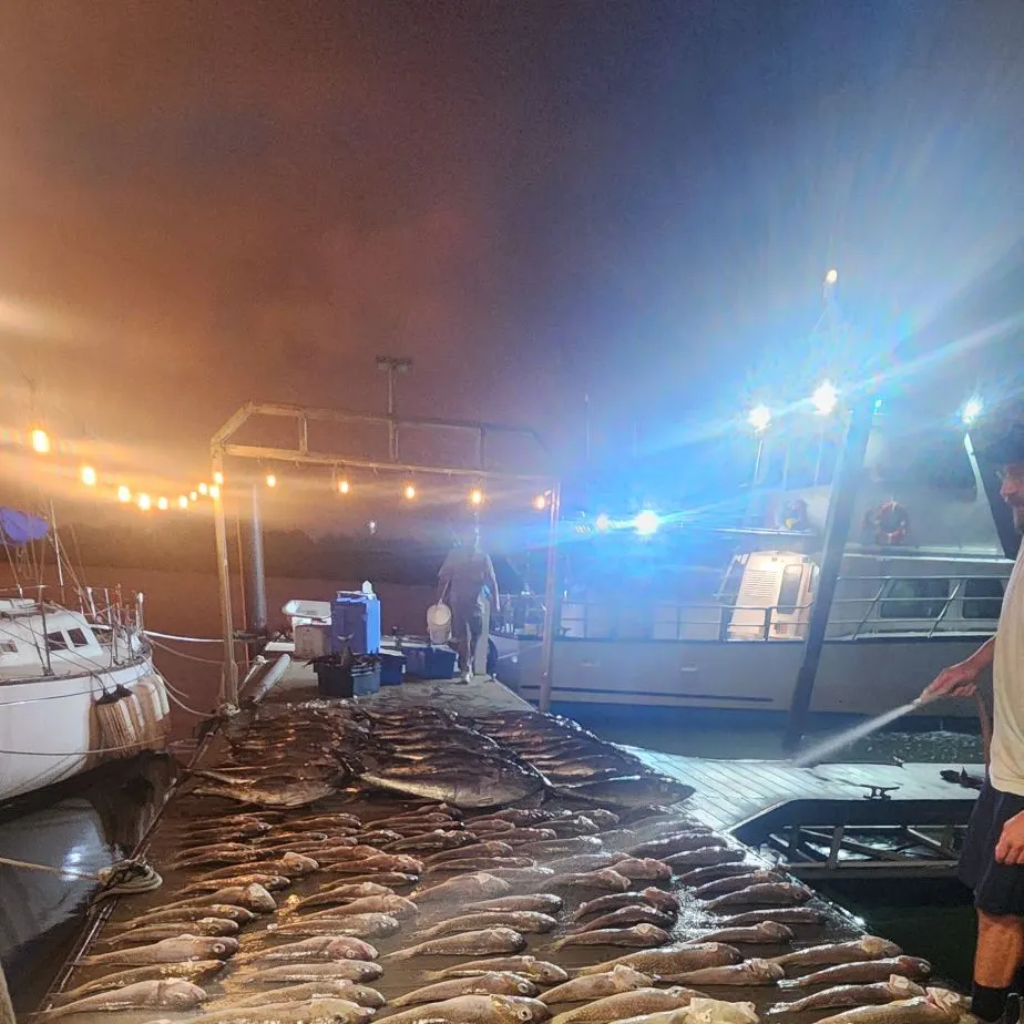 The most recent Atlantic goldeye tilefish catches on Fishbrain
