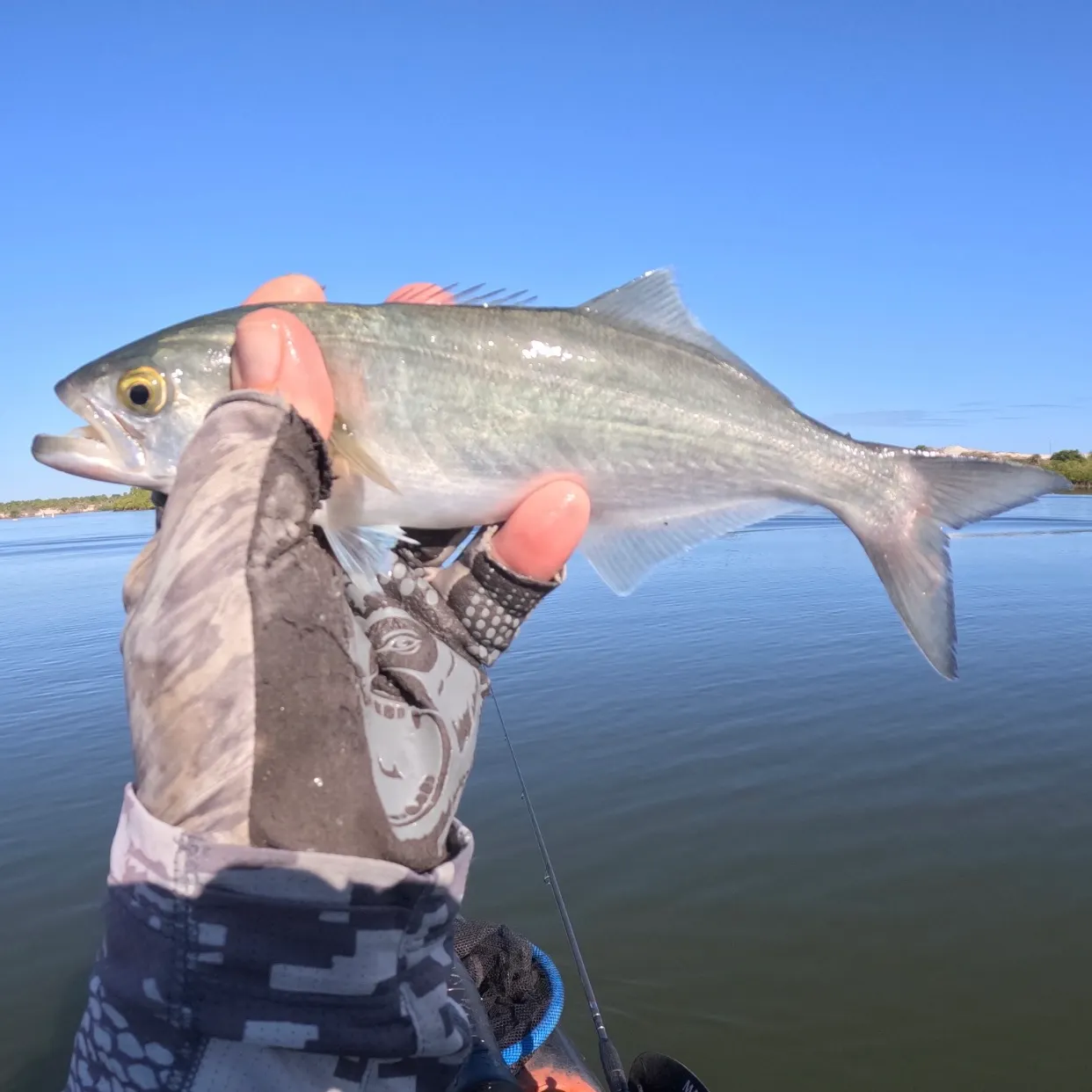 The most recent Bluefish catches on Fishbrain