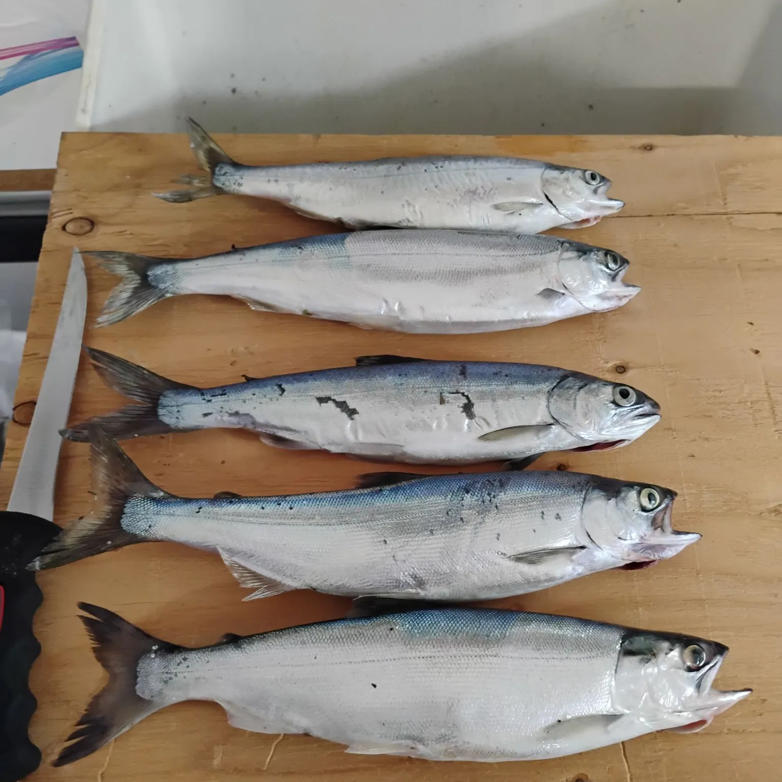 recently logged catches
