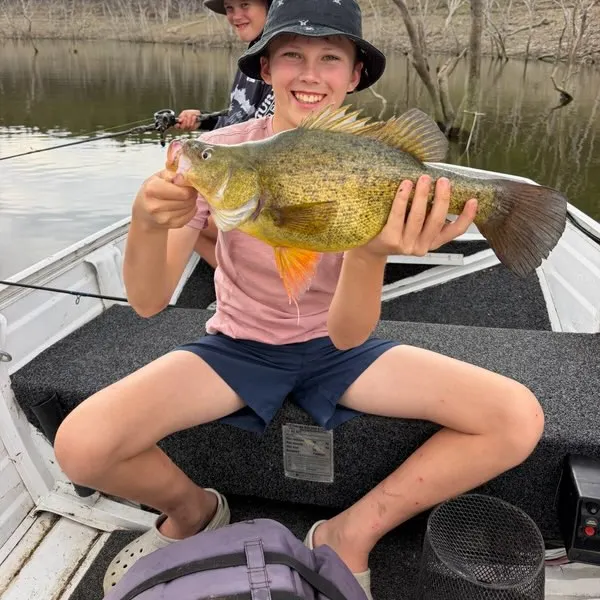 Golden perch caught on Fishbrain