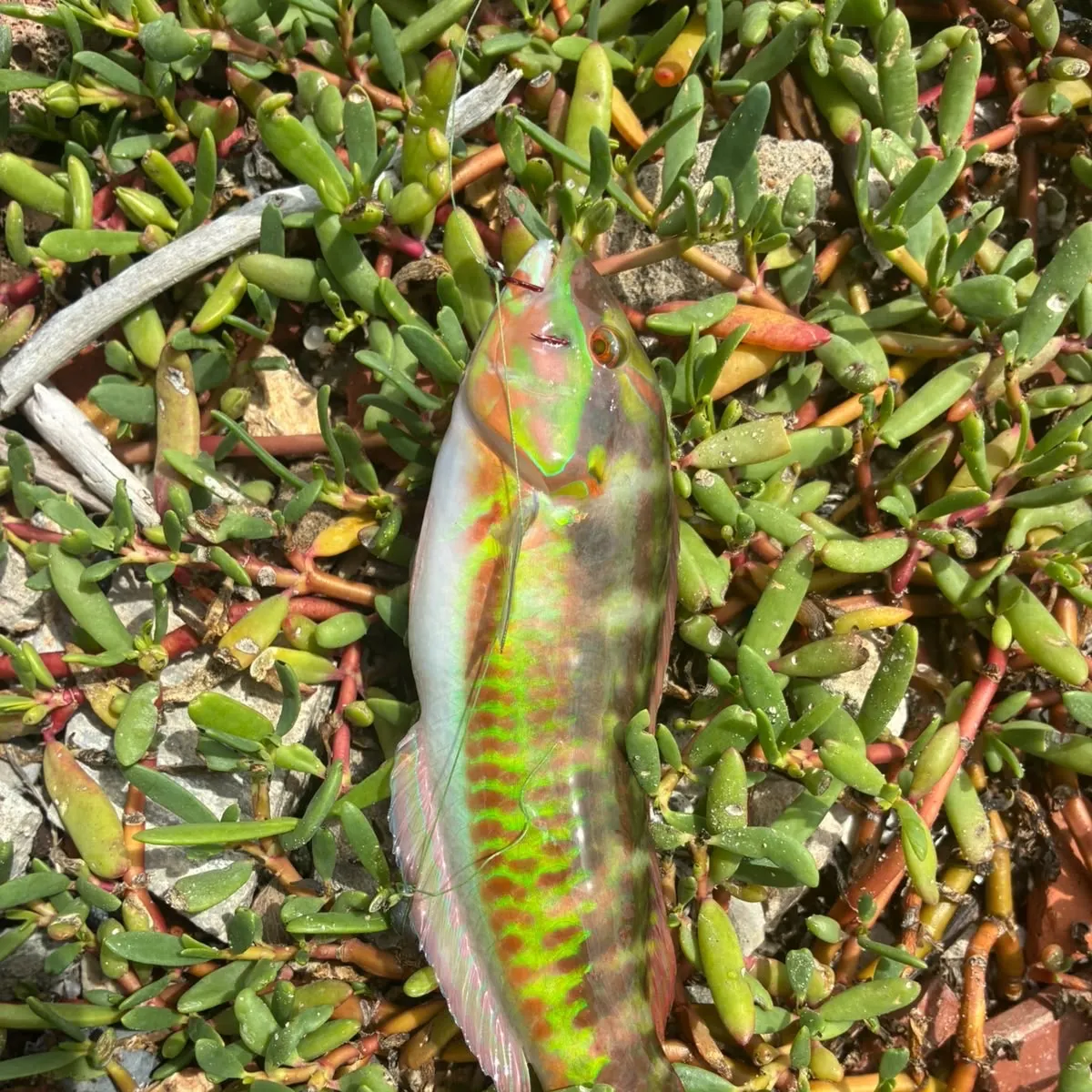 Slippery dick wrasse caught on Fishbrain