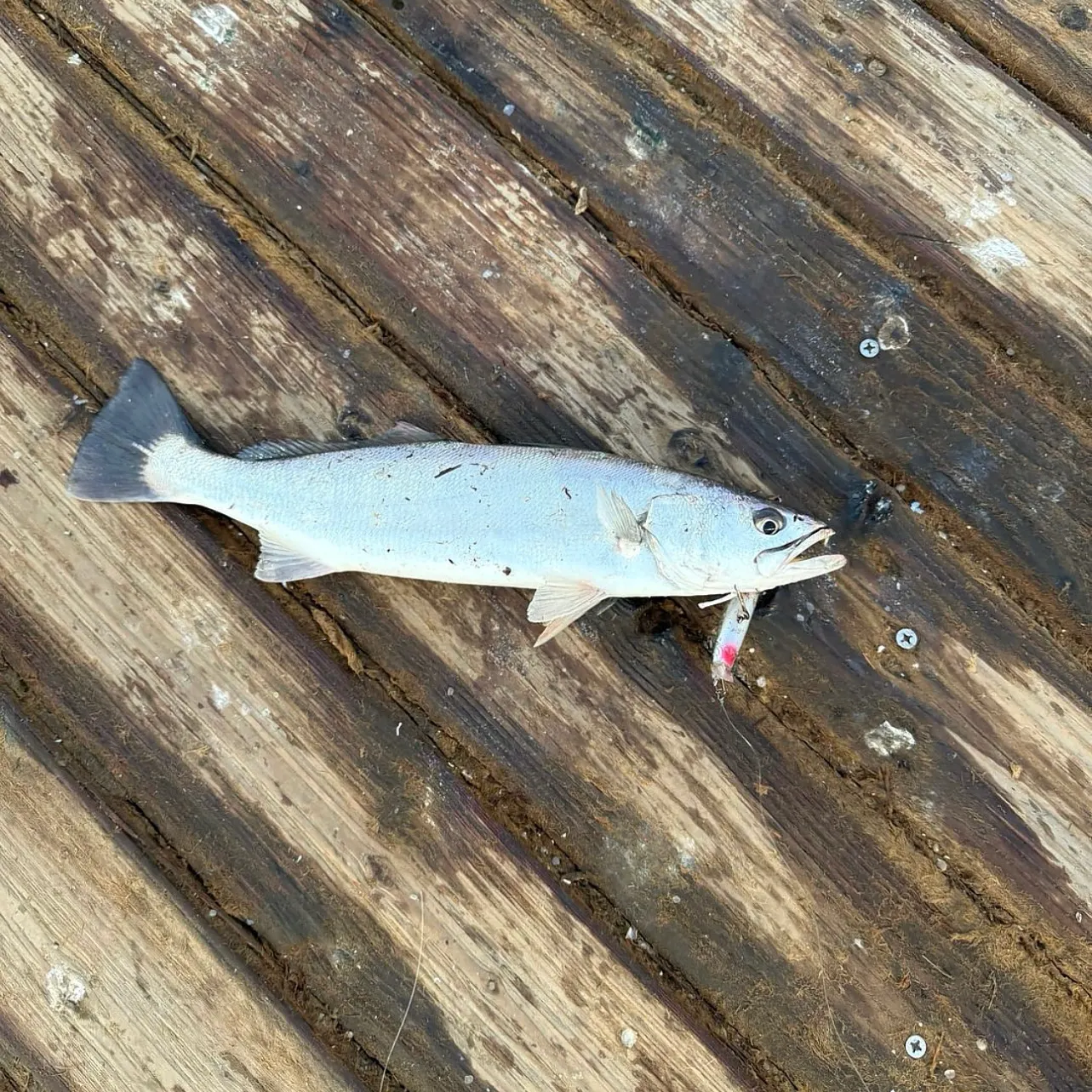 The most recent Shortfin corvina catches on Fishbrain