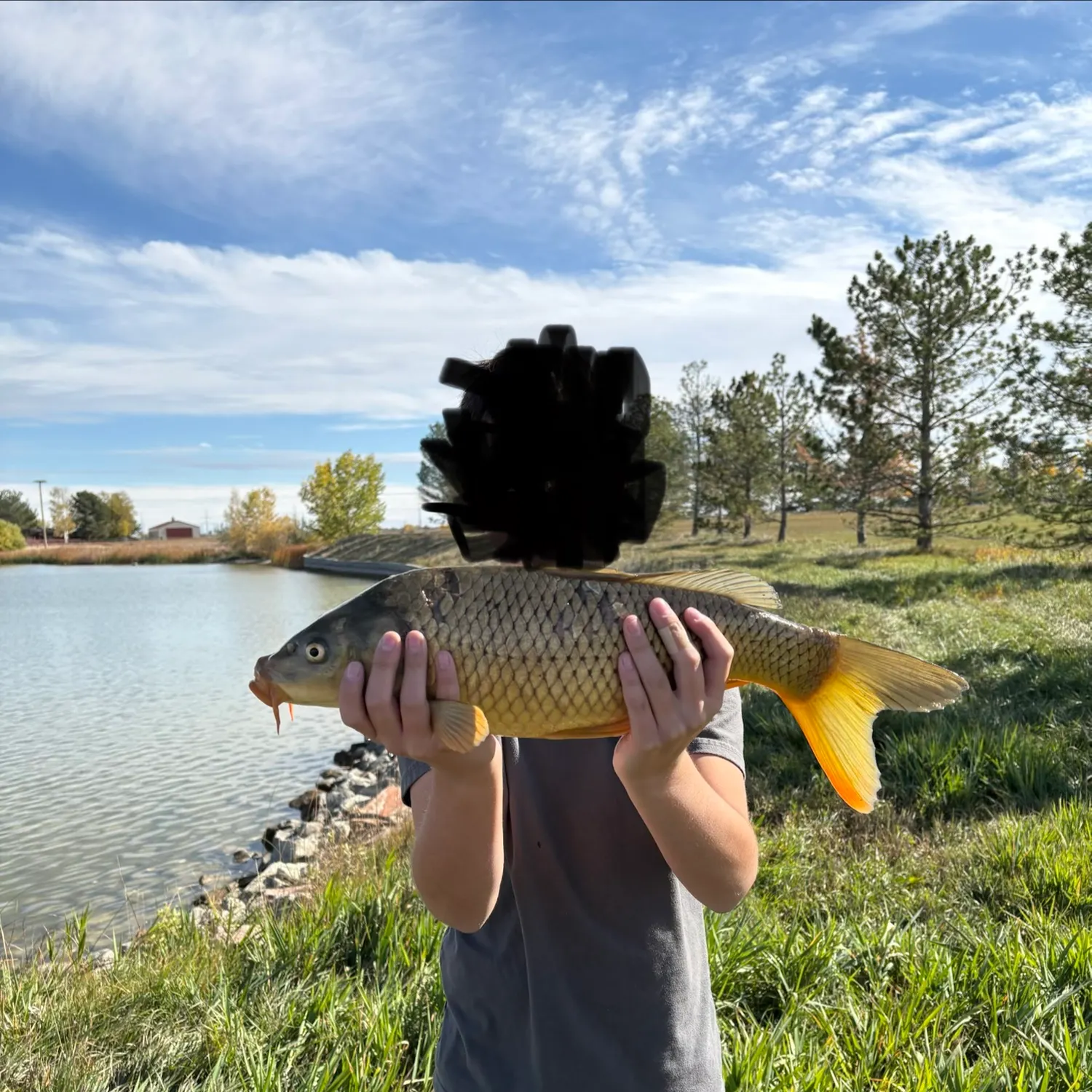 Common carp caught on Fishbrain