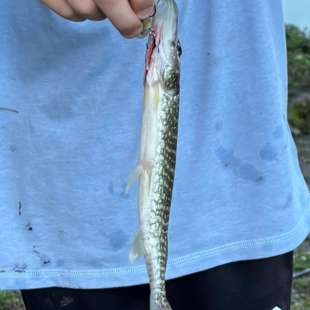 Chain pickerel caught on Fishbrain