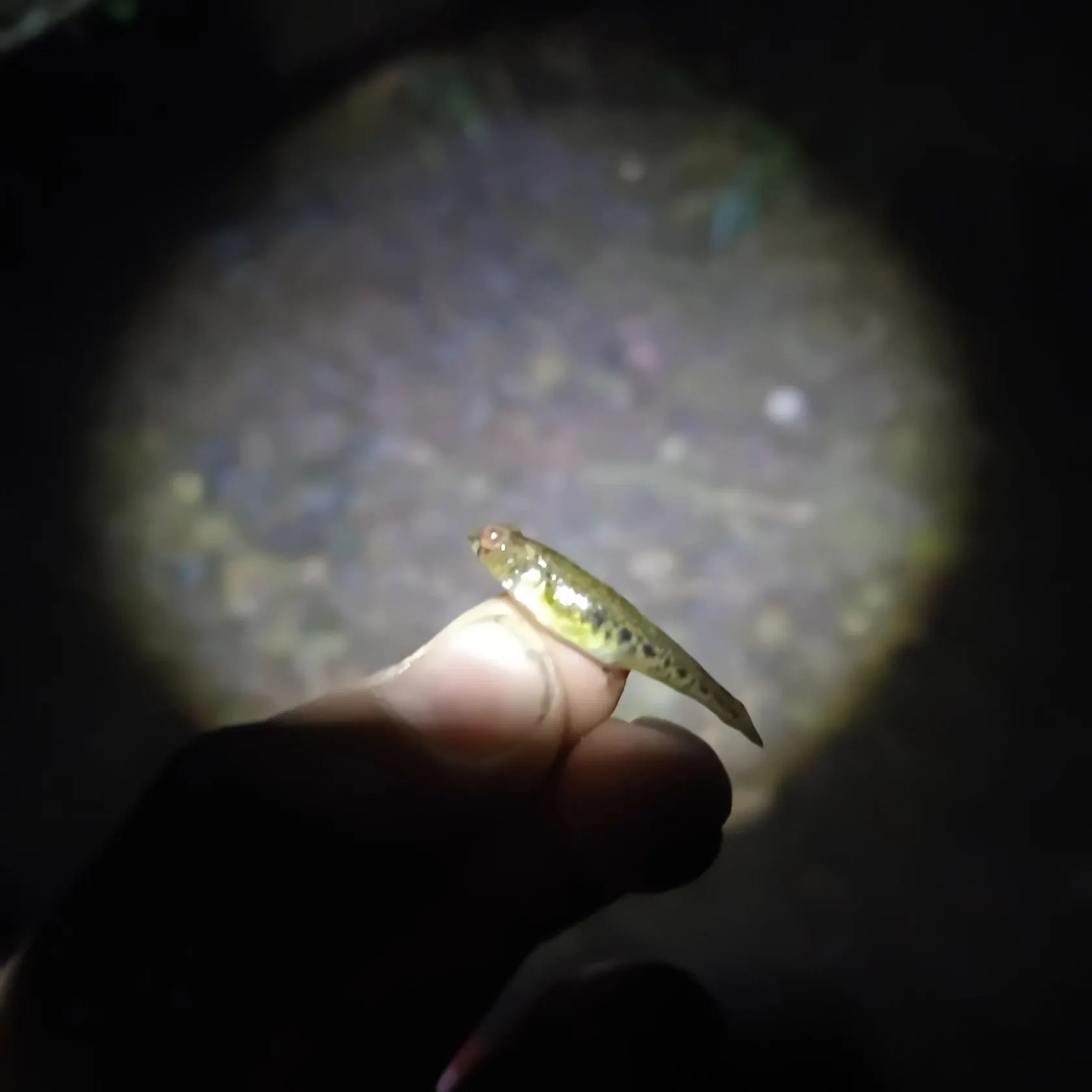 Common goby caught on Fishbrain