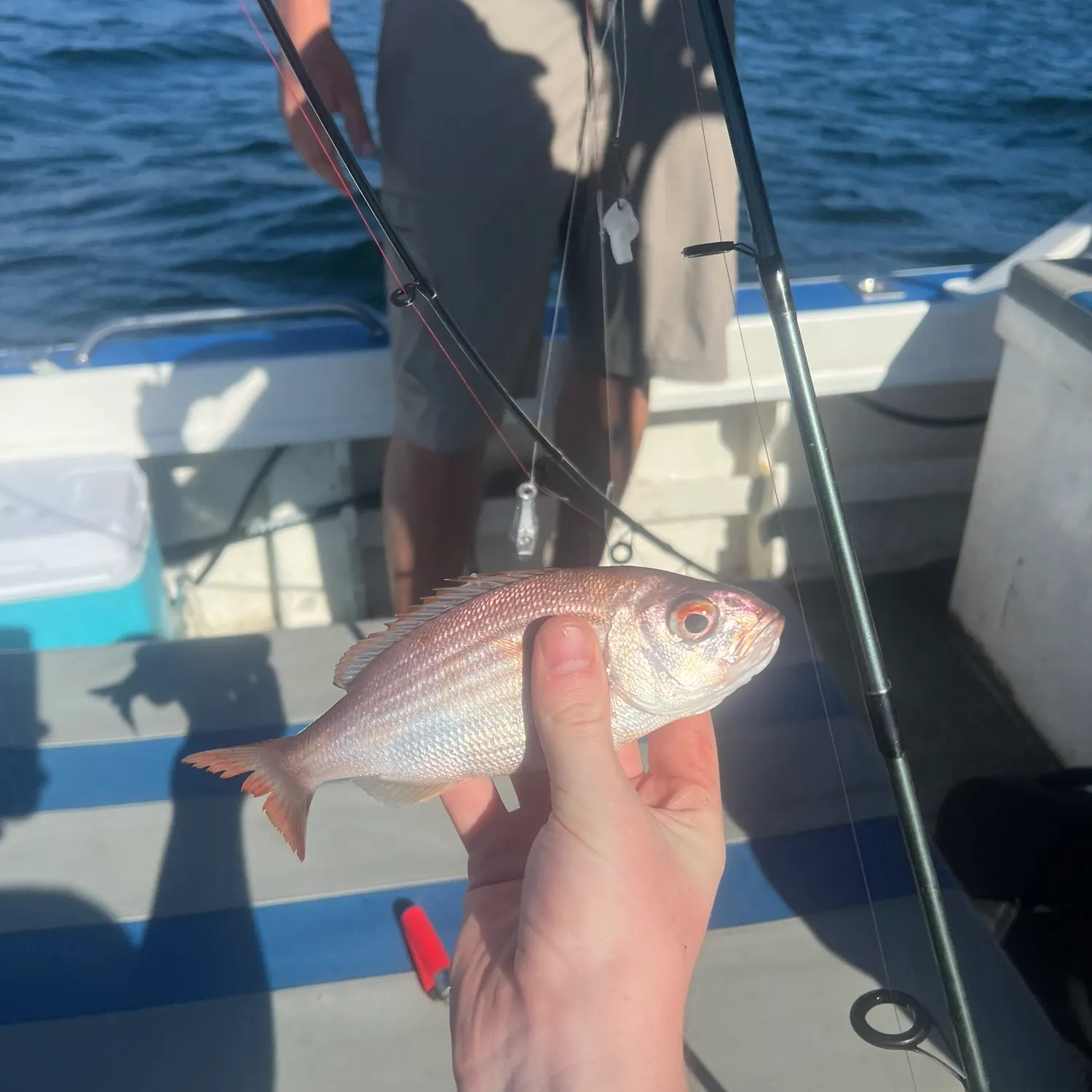 The most recent Panga seabream catches on Fishbrain