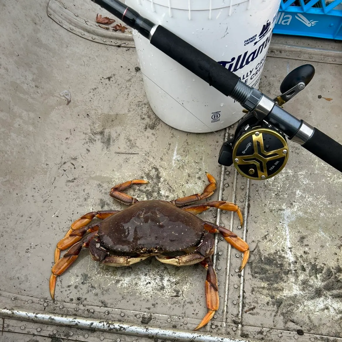 The most recent Dungeness crab catches on Fishbrain