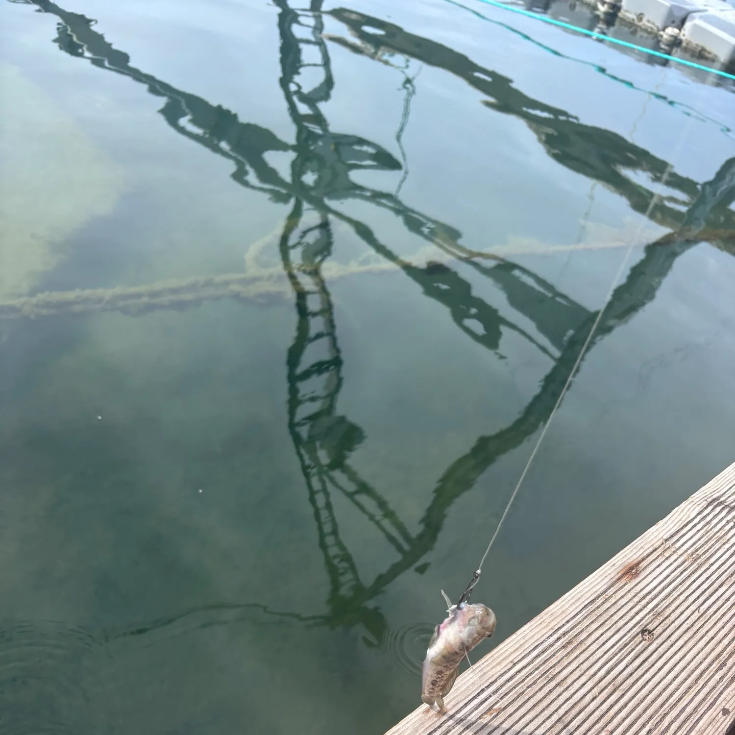 The most recent Black goby catches on Fishbrain
