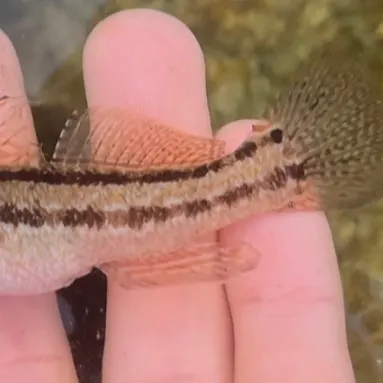 The most recent Chameleon goby catches on Fishbrain