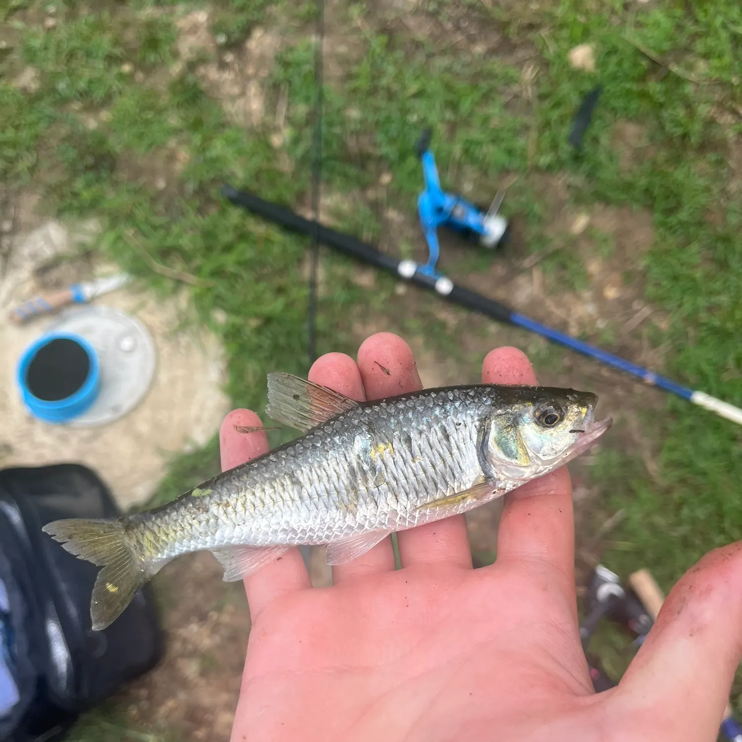 Striped shiner caught on Fishbrain