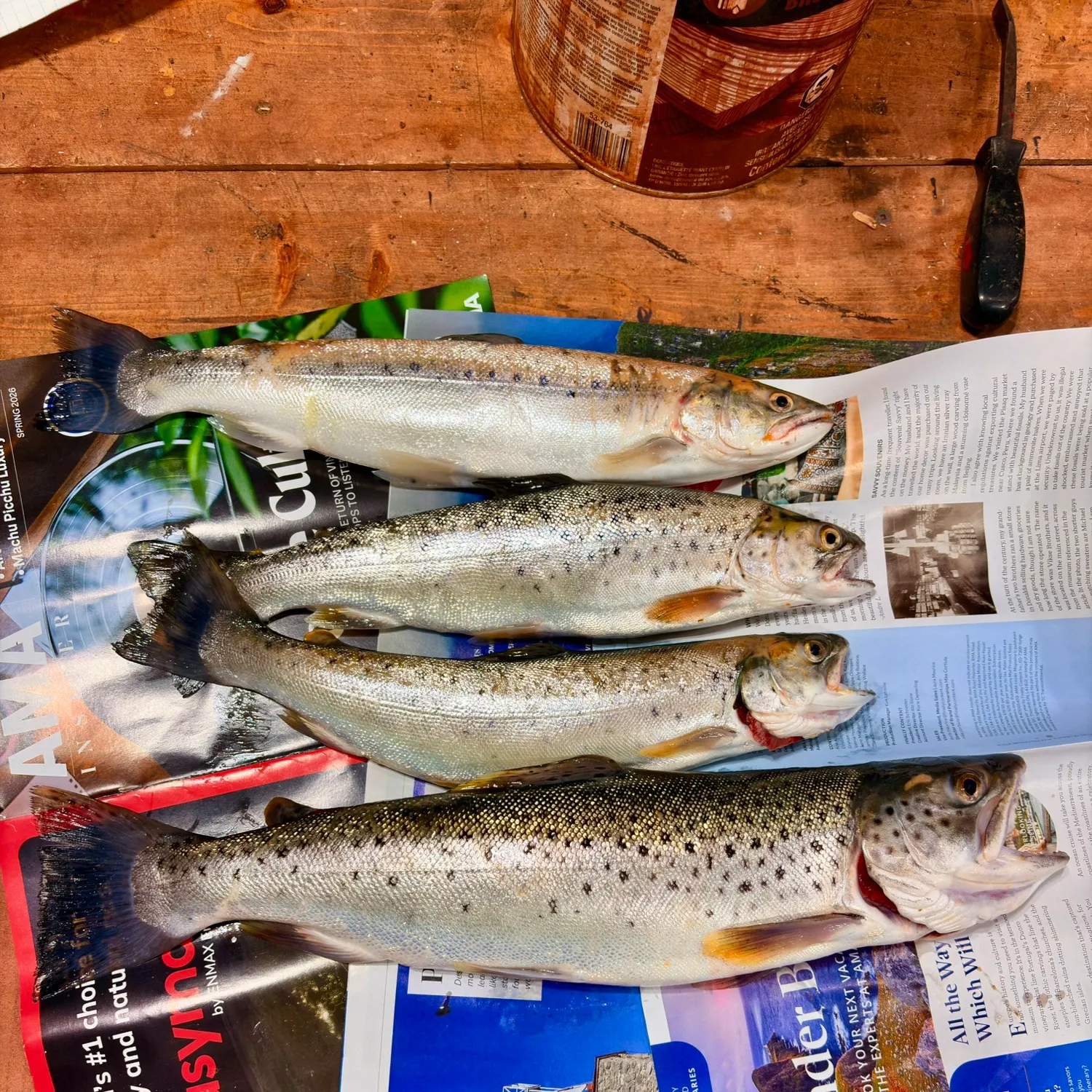 recently logged catches
