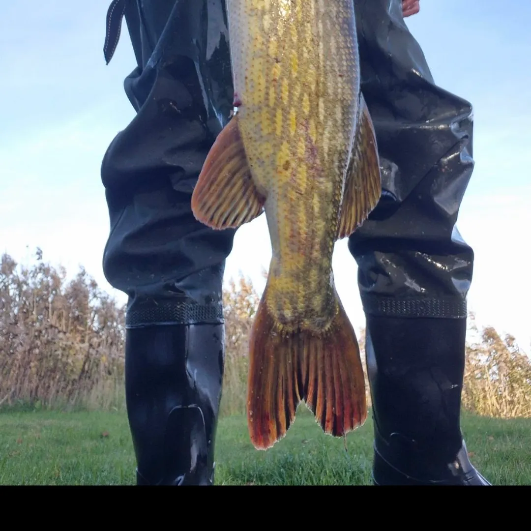 Northern pike caught on Fishbrain
