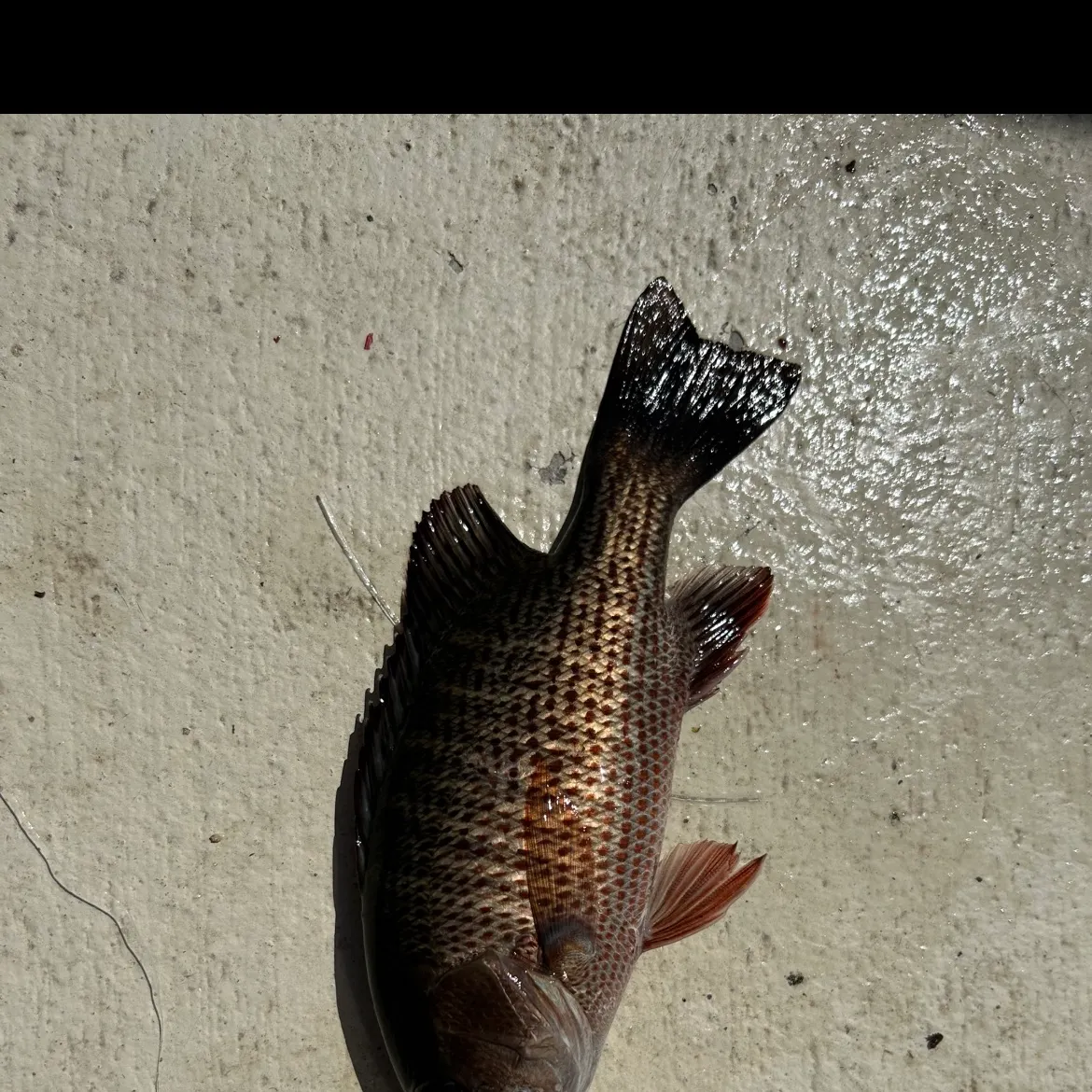 Mangrove snapper caught on Fishbrain
