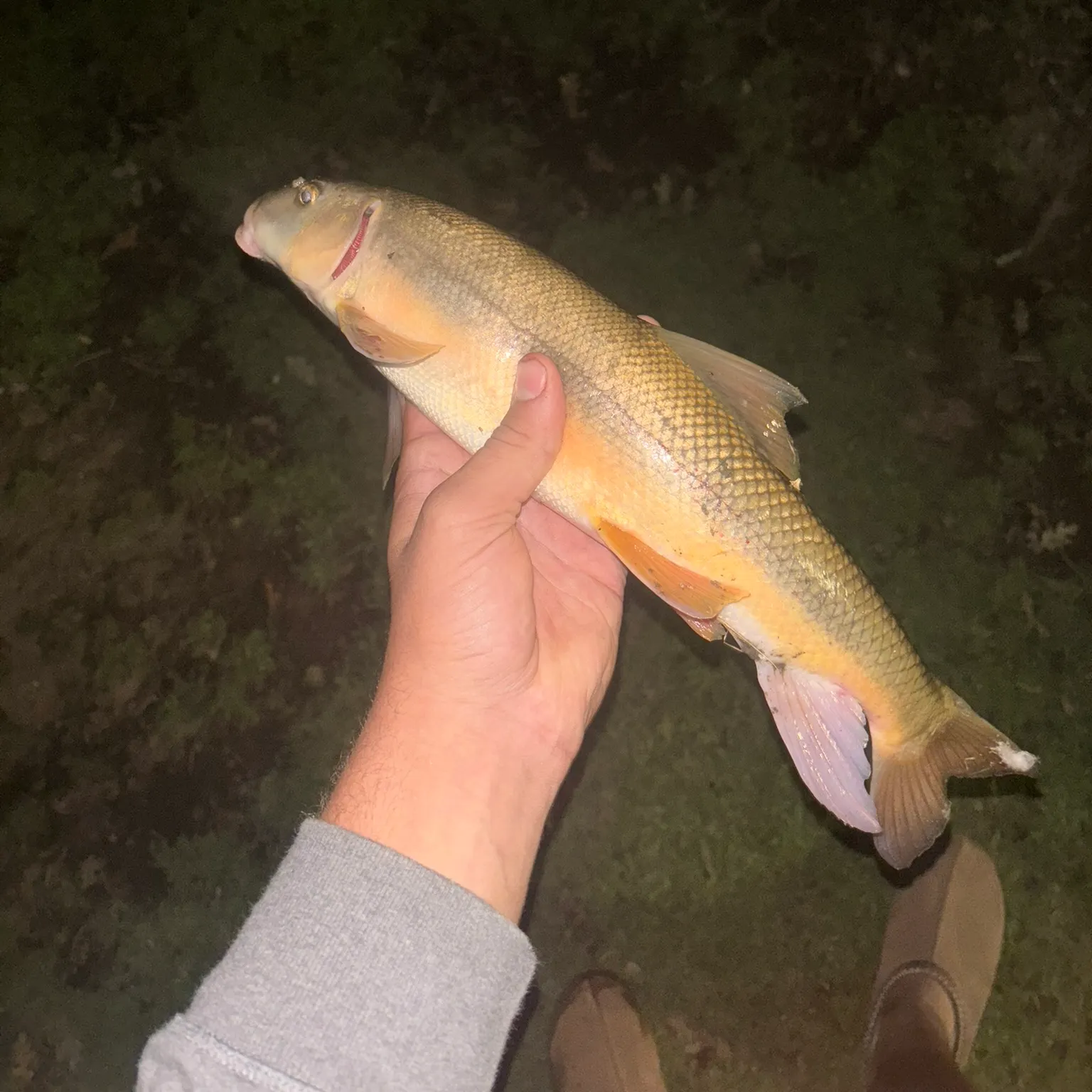 The most recent Sacramento sucker catches on Fishbrain