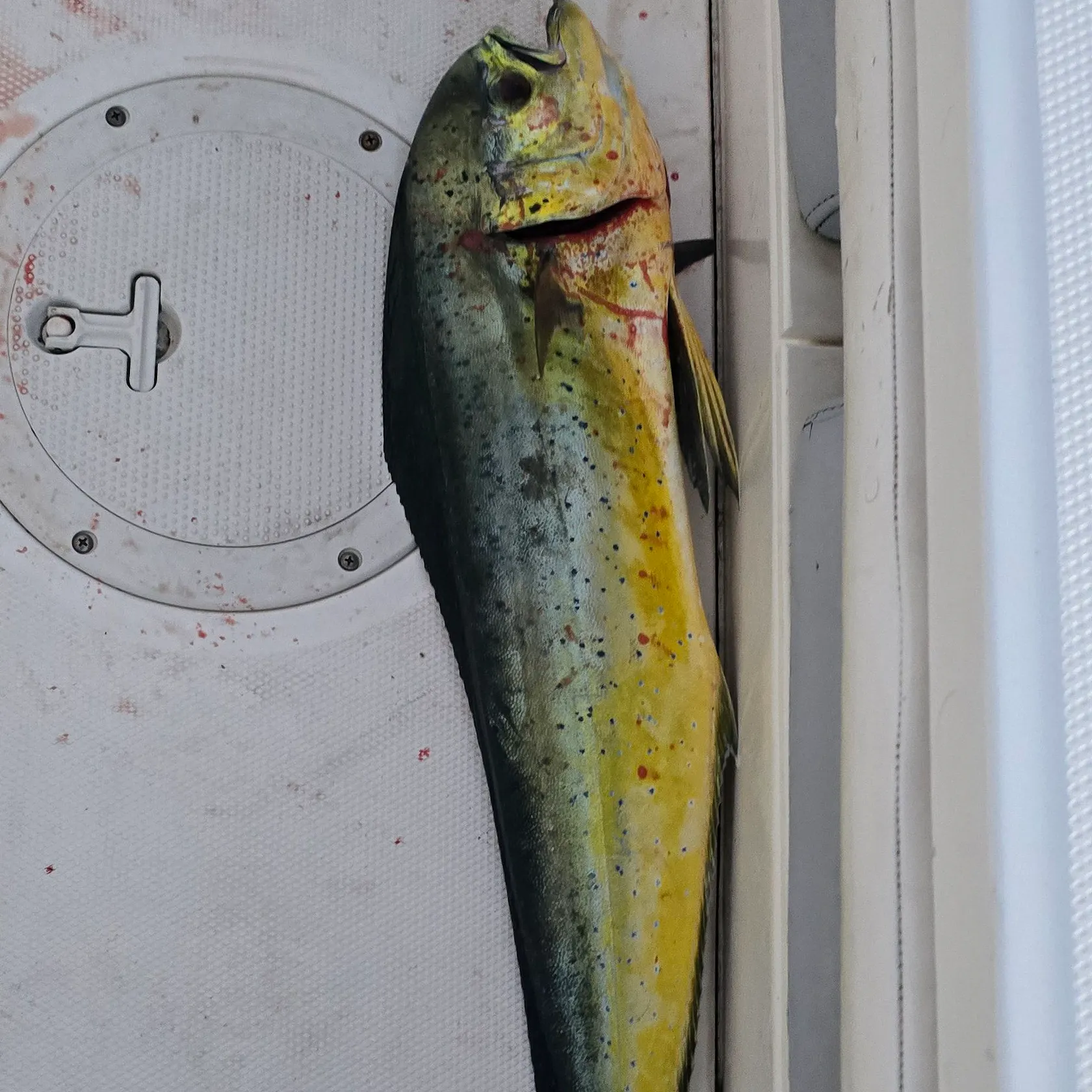 The most recent Common dolphinfish catches on Fishbrain