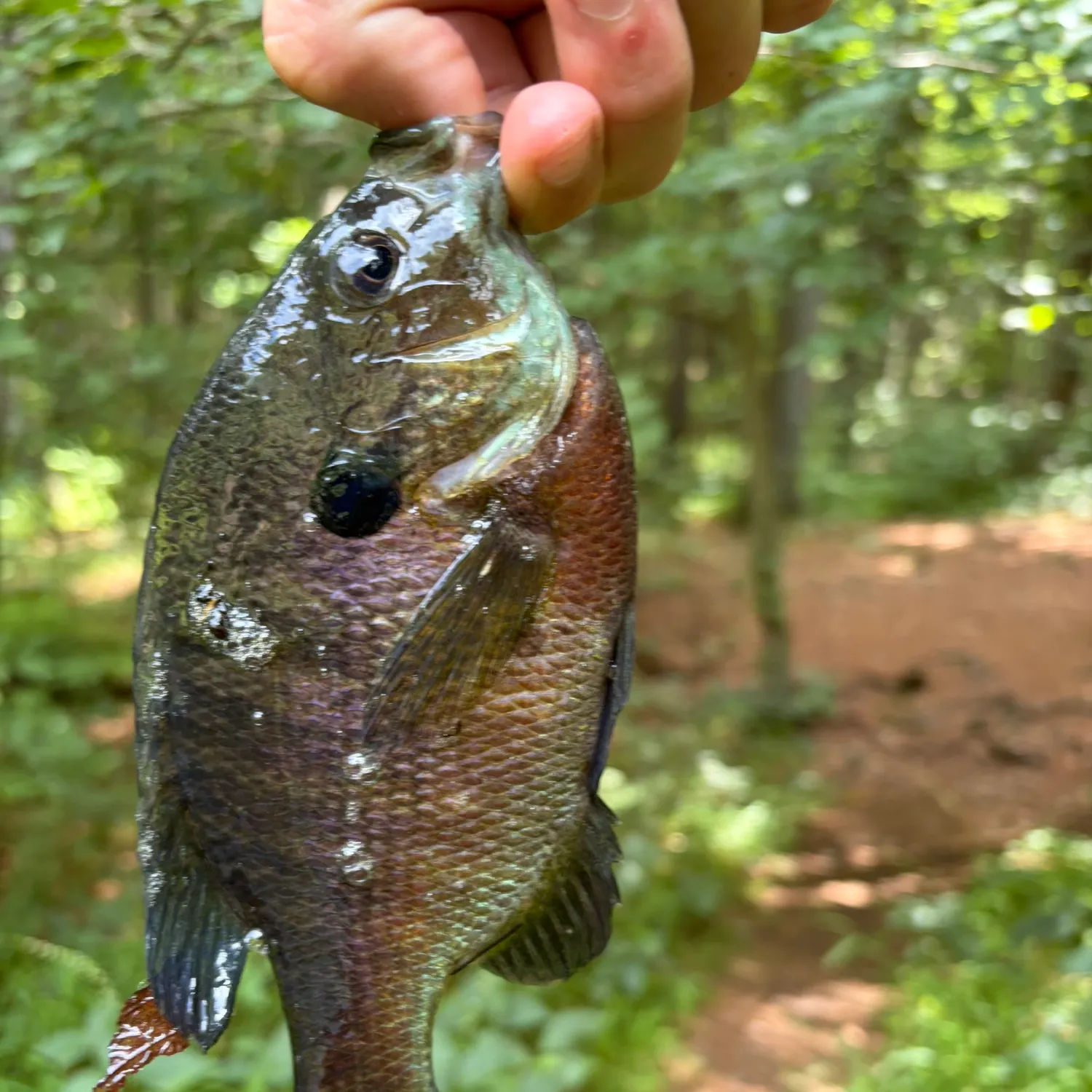 Bluegill caught on Fishbrain