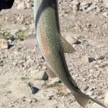 Rainbow trout caught on Fishbrain