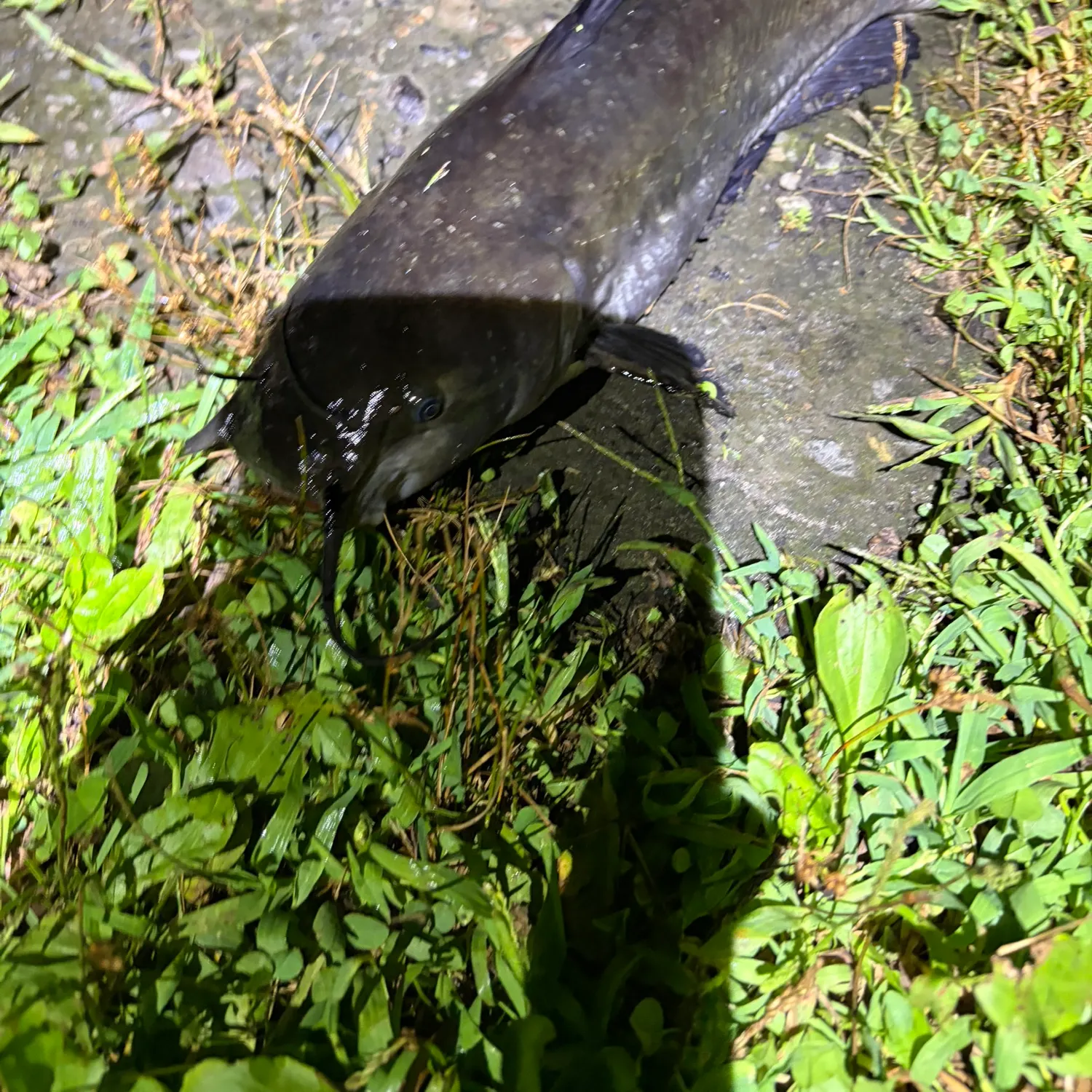 Channel catfish caught on Fishbrain