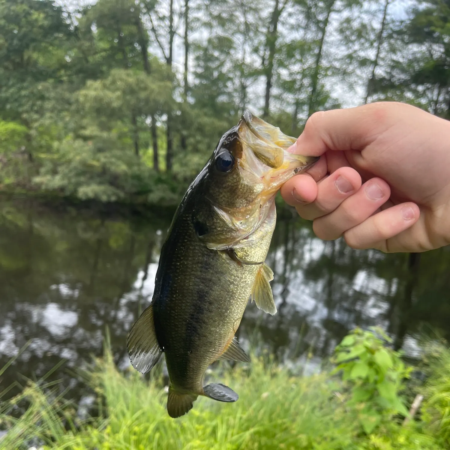 angler catch