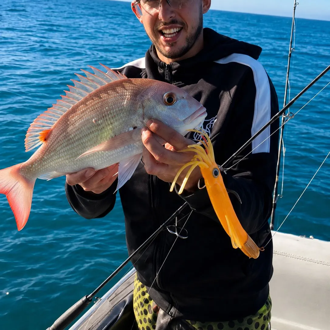 The most recent Australasian snapper catches on Fishbrain